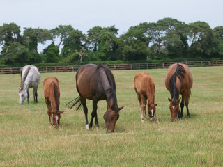 Mare and Foals