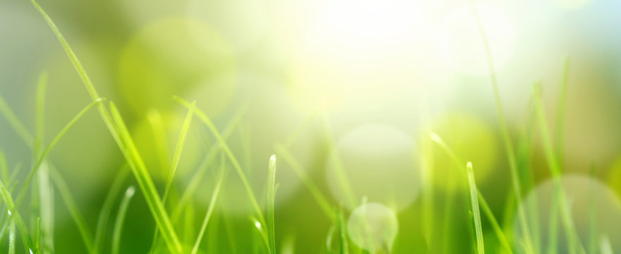 Soft Blur Green Grass Background