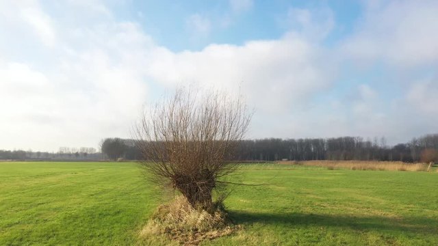 Aerial view of pollard willow in winter, a rustic and tranquil video that slowly turns around the willlow 