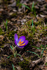 Crocus in spring