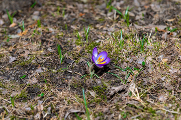 Purple spring flowers in the garden