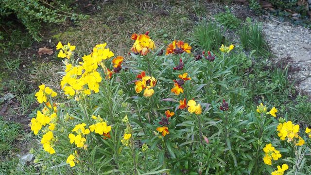 Wallflower  (Erysimum cheiri) with purplish-green sepals and round bright yellow, red and purple petals on top of abondant branching stems