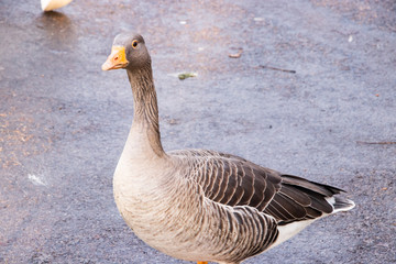 Goose Geese Bird Close up neck feathers wings outdoors london UK