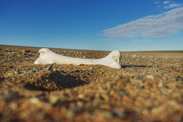 Fototapeta na wymiar White clean bone of the animal lies on small stones in the steppes of Mongolia. Landscape with blue sky and clouds. Traveled photo.