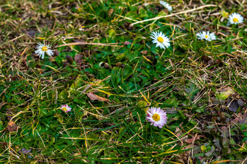 White daisy flowers in the grass.