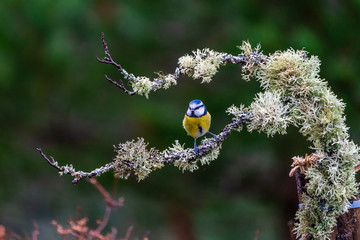 Blue tit (Cyanistes caeruleus) on a tree branch in a forest - selective focus