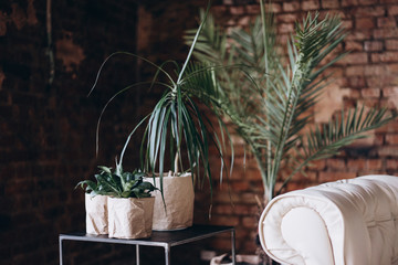 home plants interior, different types