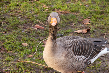 Goose Geese Bird Close up neck feathers wings outdoors london UK