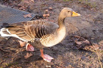 Goose Geese Bird Close up neck feathers wings outdoors london UK