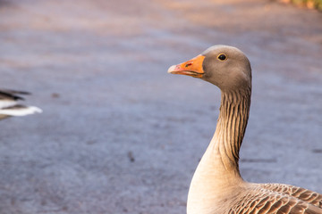 Goose Geese Bird Close up neck feathers wings outdoors london UK