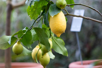 Lemon tree with yellow lemons