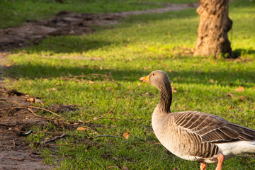 Goose Geese Bird Close up neck feathers wings outdoors london UK