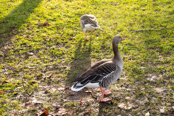 Goose Geese Bird London Parks neck feathers wings outdoors UK