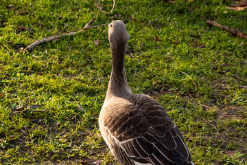 Goose Geese Bird London Parks neck feathers wings outdoors UK