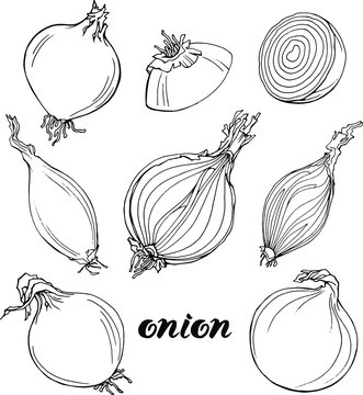 Vector set : hand drawn linear fresh  onion . Bulbs, pieces. Isolated on white elements for vegetarian, food design. Line art.
