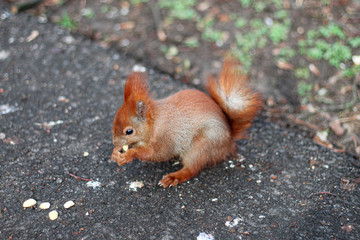 red squirrel eating nut