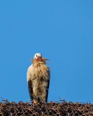 Weißstorch
