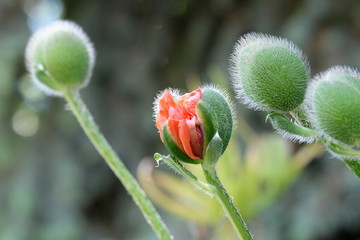 Fototapeta premium Marktredwitz