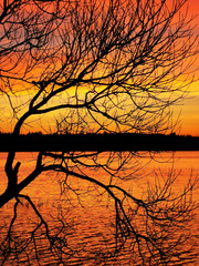 tree in the sunset