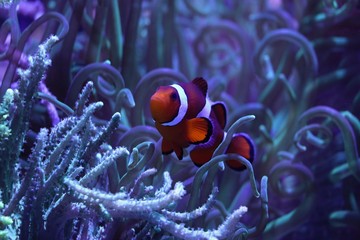 fish in aquarium