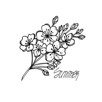 Branch with flowers of apple tree and the inscription "summer". Drawn in black liner.