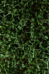 Microgreens or superfood concept. Pea springs texture background