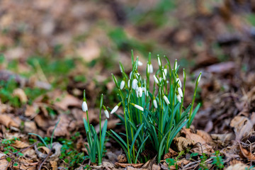 Snowdrops in the forest
