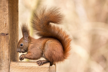 Red squirrel ( Sciurus vulgaris ) Cute arboreal, omnivorous rodent . Portrait of eurasian squirrel.