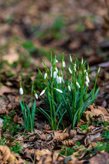 Young plant in the garden