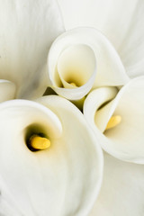 white calla lily close-up