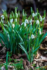 Snowdrops in the field