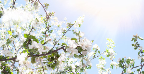 Spring background. Branches of a blossoming apple tree in the sunshine against a blue sky. Spring banner with a joyful mood. Spring wallpaper on the screen.