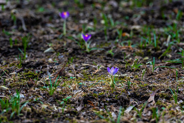 Blue crocus flowers in the garden