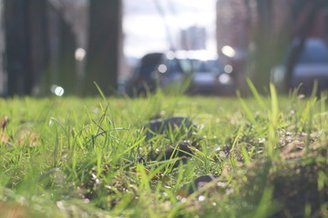 green