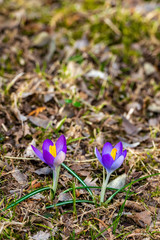 spring crocus flowers