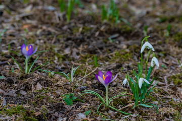 purple crocus flowers and snowdrops at spring