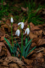 Snowdrop flowers in the garden