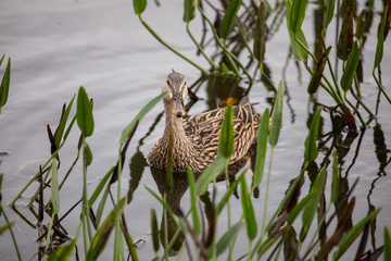 Obraz premium Common Duck swimming at the wetlands in florida