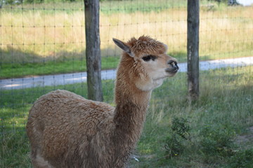 Obraz premium Alpaka