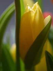 Tulpen