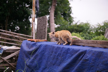wild orange cat is resting visible scars on his body