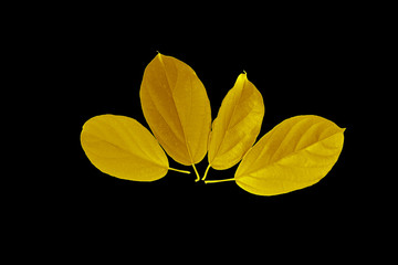 Golden leaf design elements. Decoration elements for invitation, wedding cards, valentines day, greeting cards. Isolated on white background.