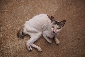 Fototapeta na wymiar thin cats with limp legs lying down, focus on the legs