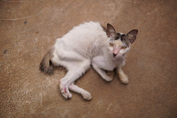 Fototapeta na wymiar thin cats with limp legs lying down, focus on the legs