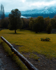  landscape of flowers and trees