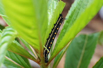 Arcte coerula, Ramie Moth Caterpillar is eating the leaves of plants in the garden