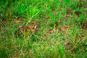 small gray bird looking for food for feed.