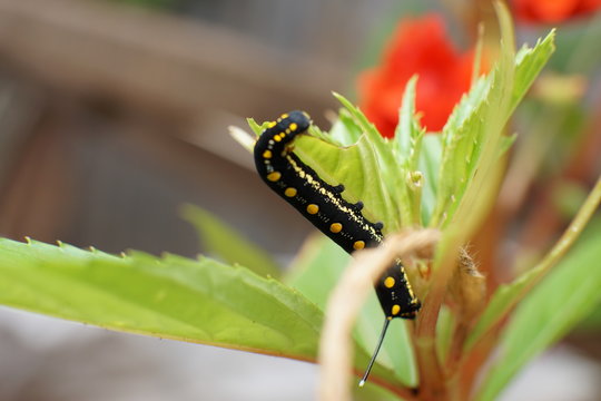 Arcte coerula, Ramie Moth Caterpillar is eating the leaves of plants in the garden