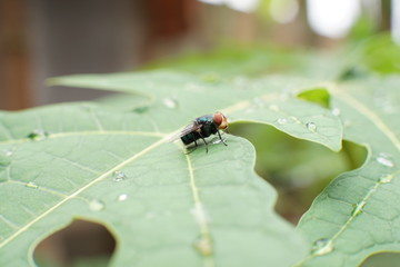 macro photo of a fly on a papaya leaf that drops by rain water