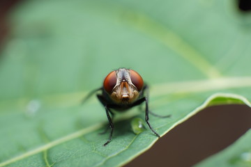 macro photo of a fly on a papaya leaf that drops by rain water